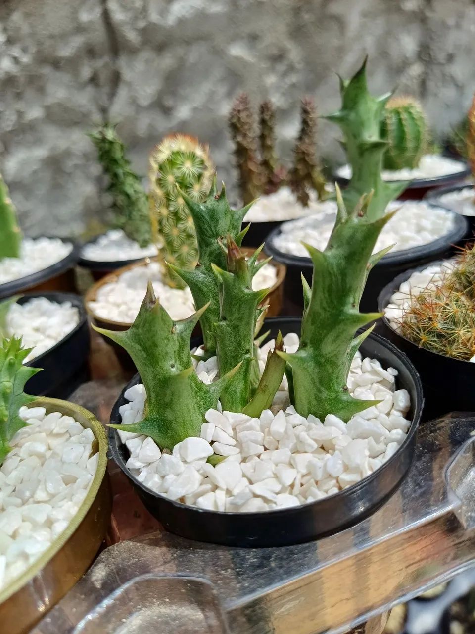 Cactos para lembrancinhas - Foto 5