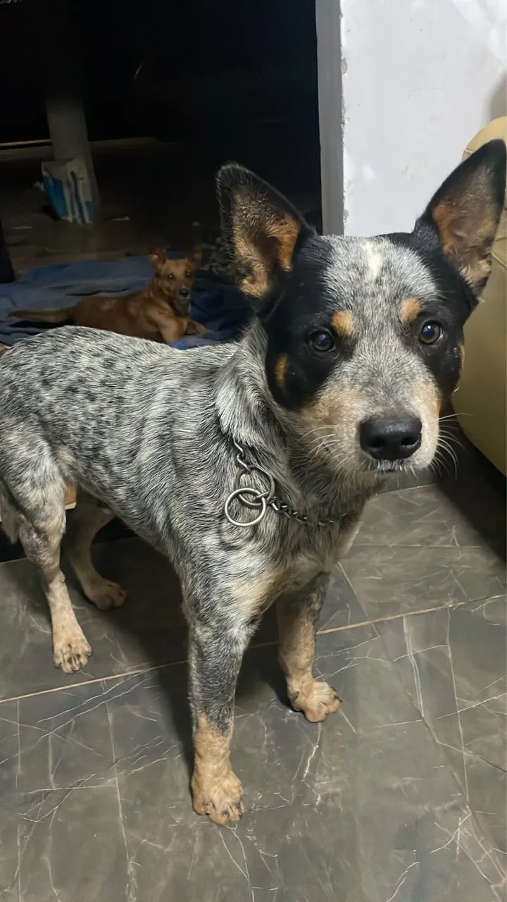 Blue heeler  - Foto 5