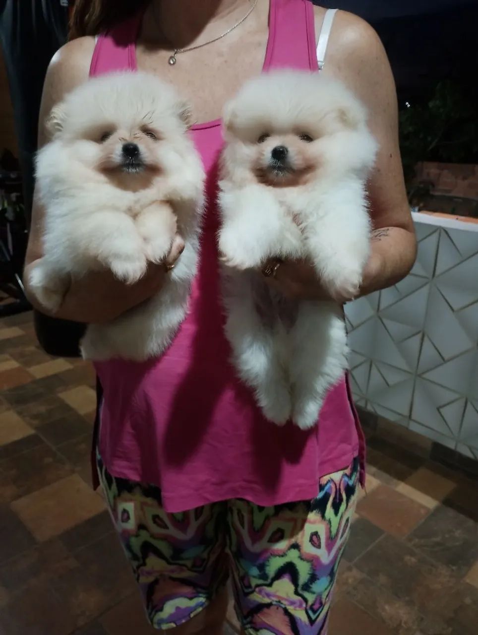 Machos de Spitz linhagem importada  - Foto 2