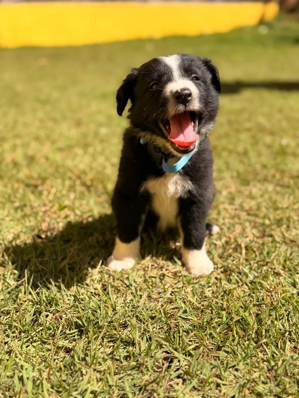 Boder collie  - Foto 4
