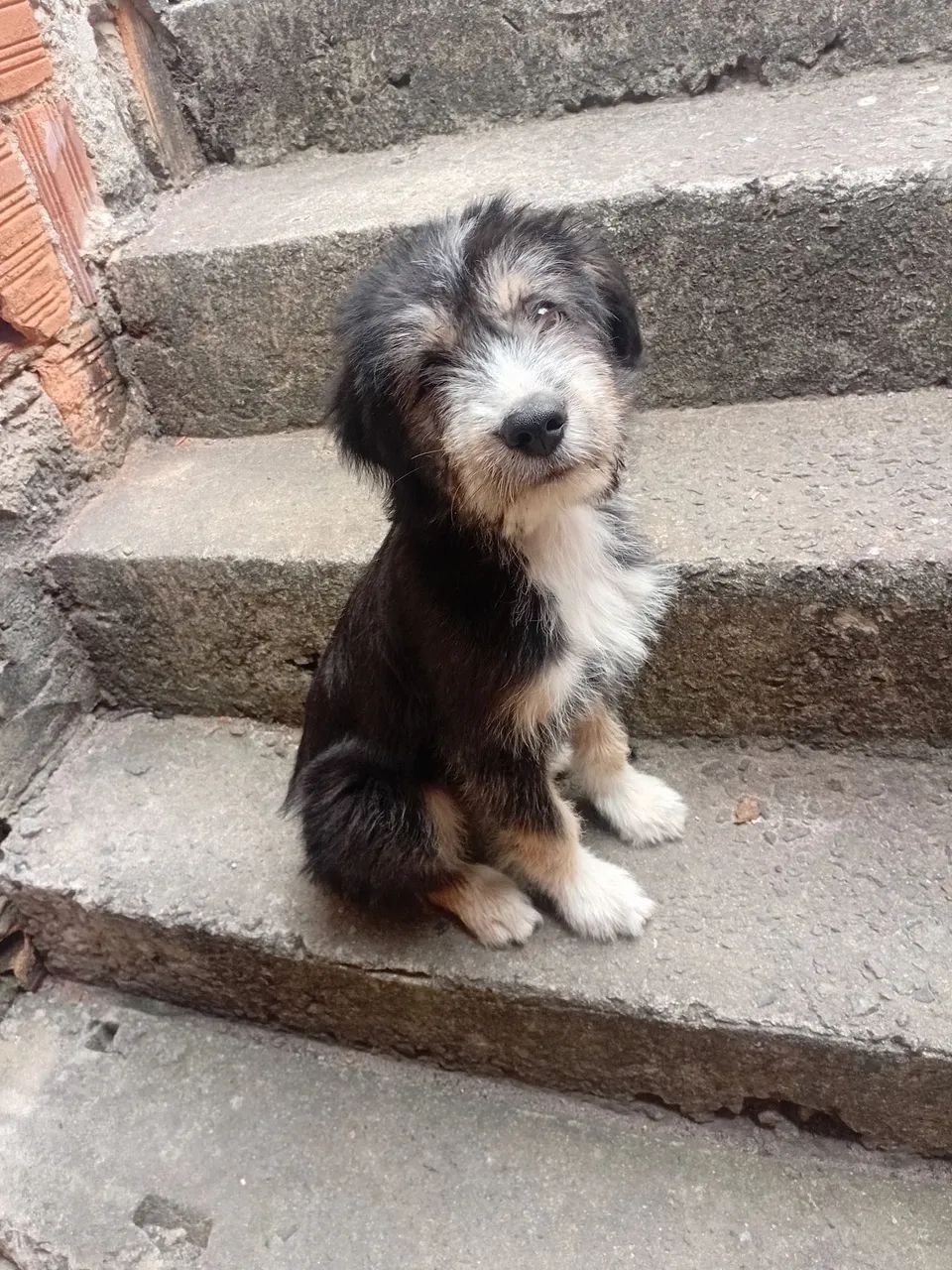CACHORRO - Foto 3