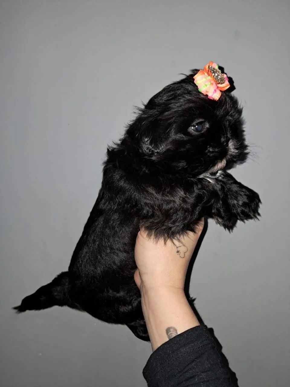 Shih tzu - Foto 2