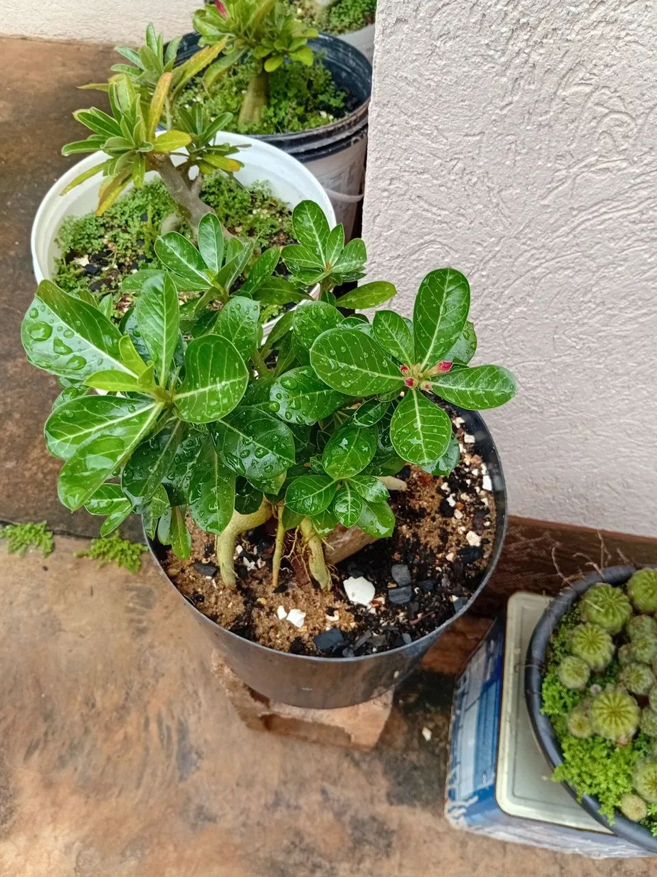 Rosa do deserto na rocha  - Foto 4