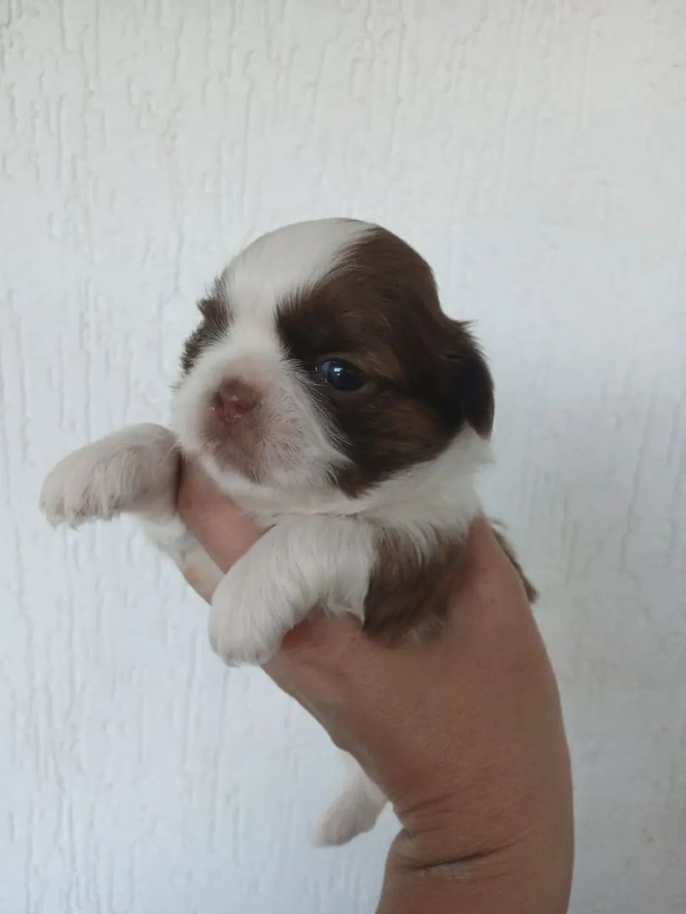 Chitson chocolate  - Foto 4