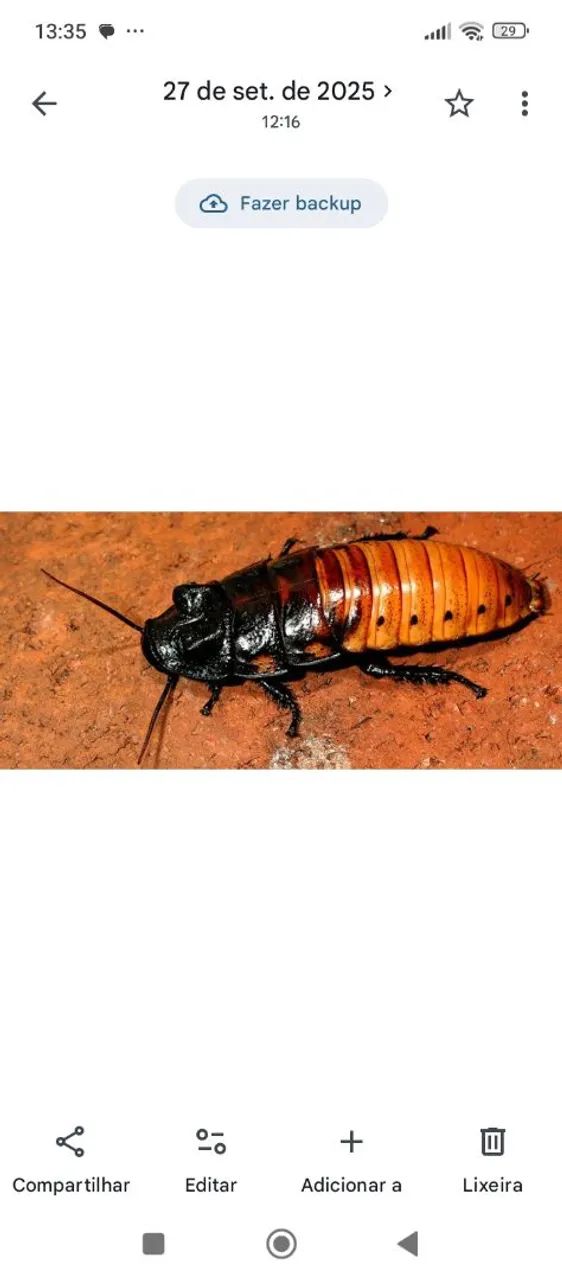 Madagascar  - Foto 4