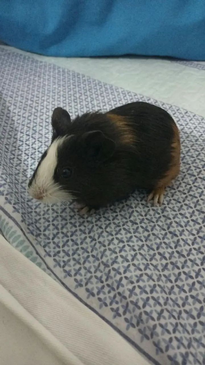 Porquinhos da índia inglês  - Foto 2