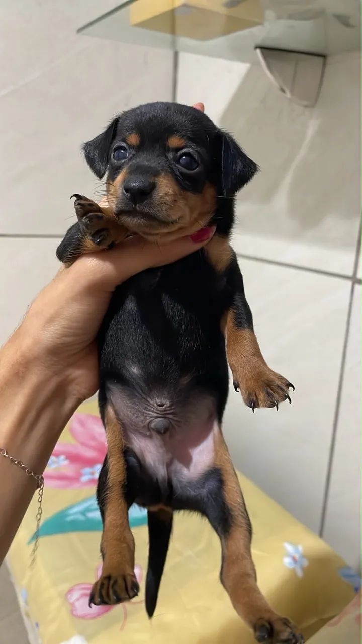 pinscher n 1 