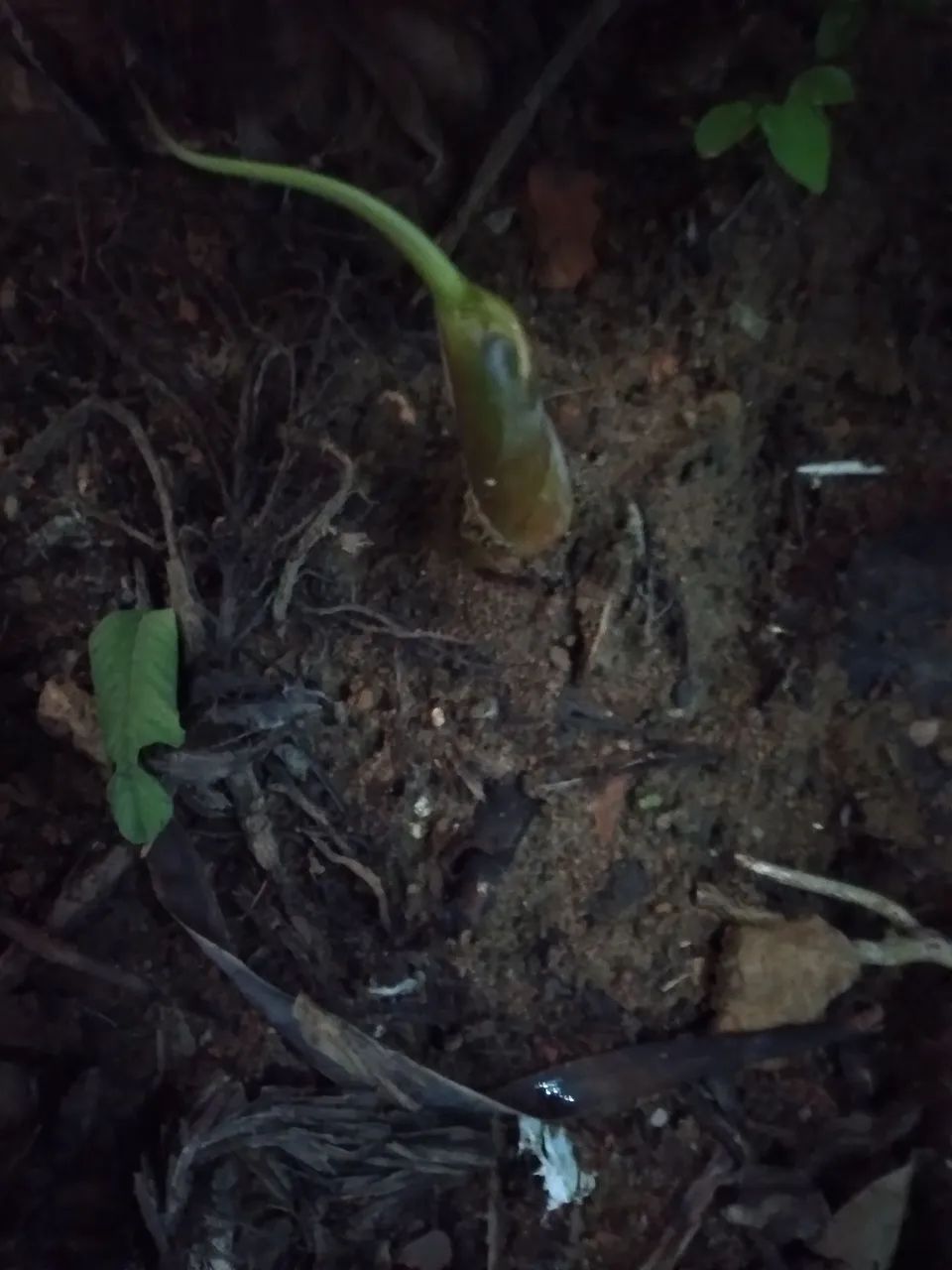 Mudas de bananas da terra - Foto 3