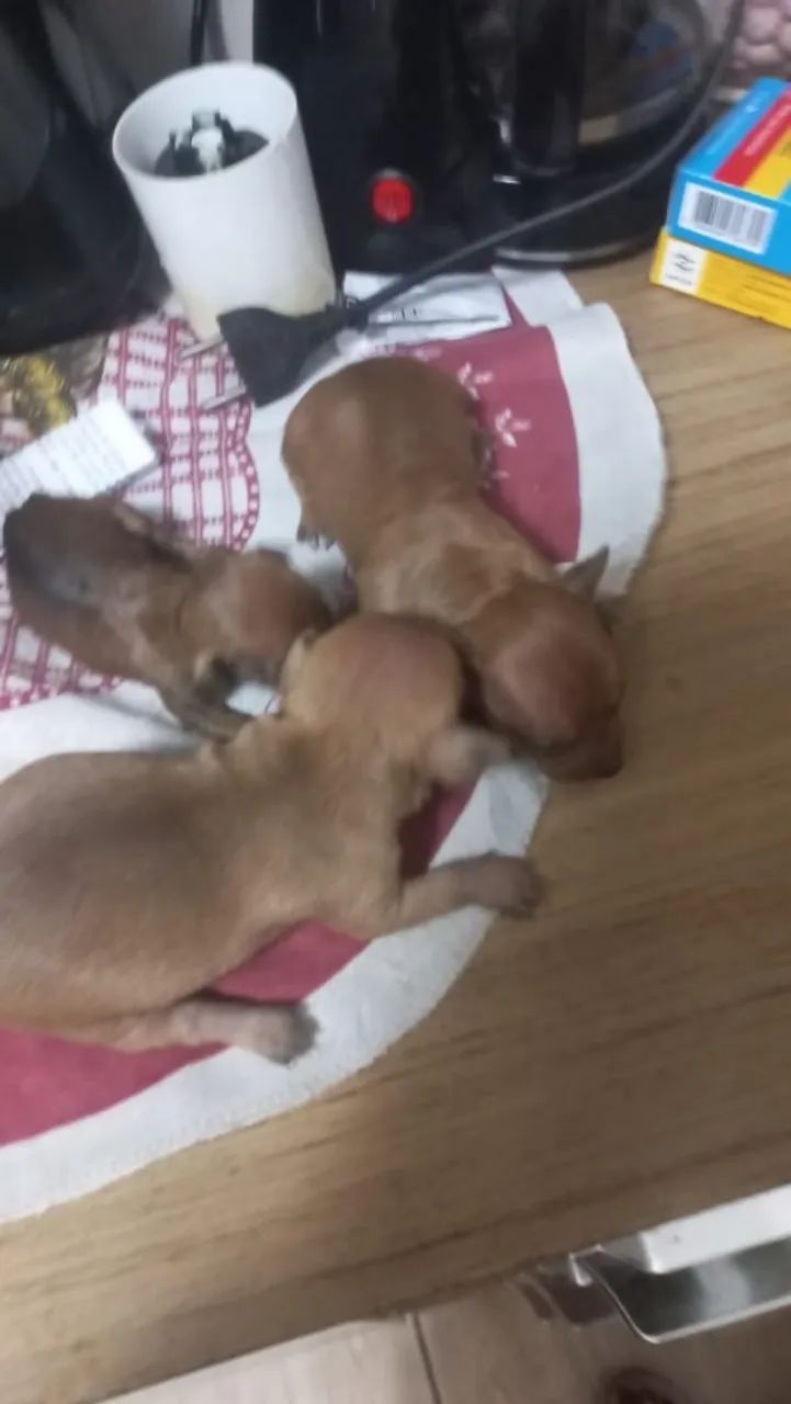 Pinscher  - Foto 5