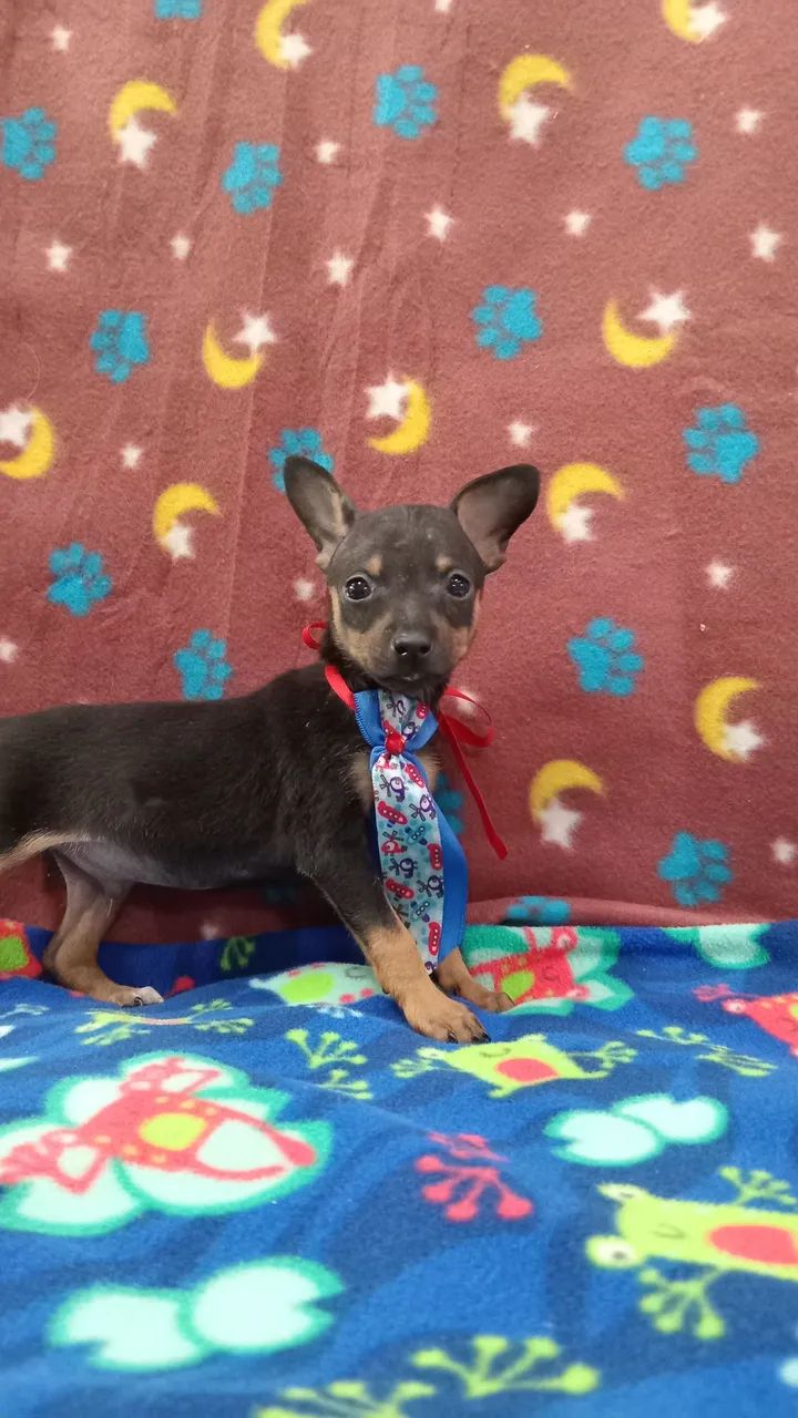 PINSCHER MACHO  - Foto 3