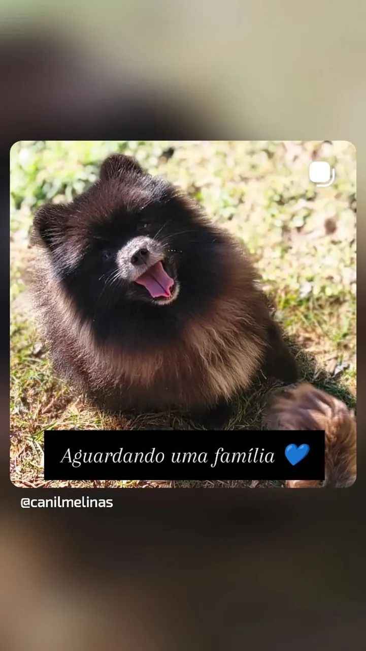 Filhotes de Spitz alemão  - Foto 2