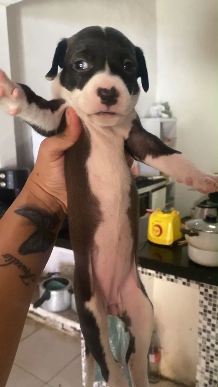 FILHOTE DE PITBULL - Foto 5
