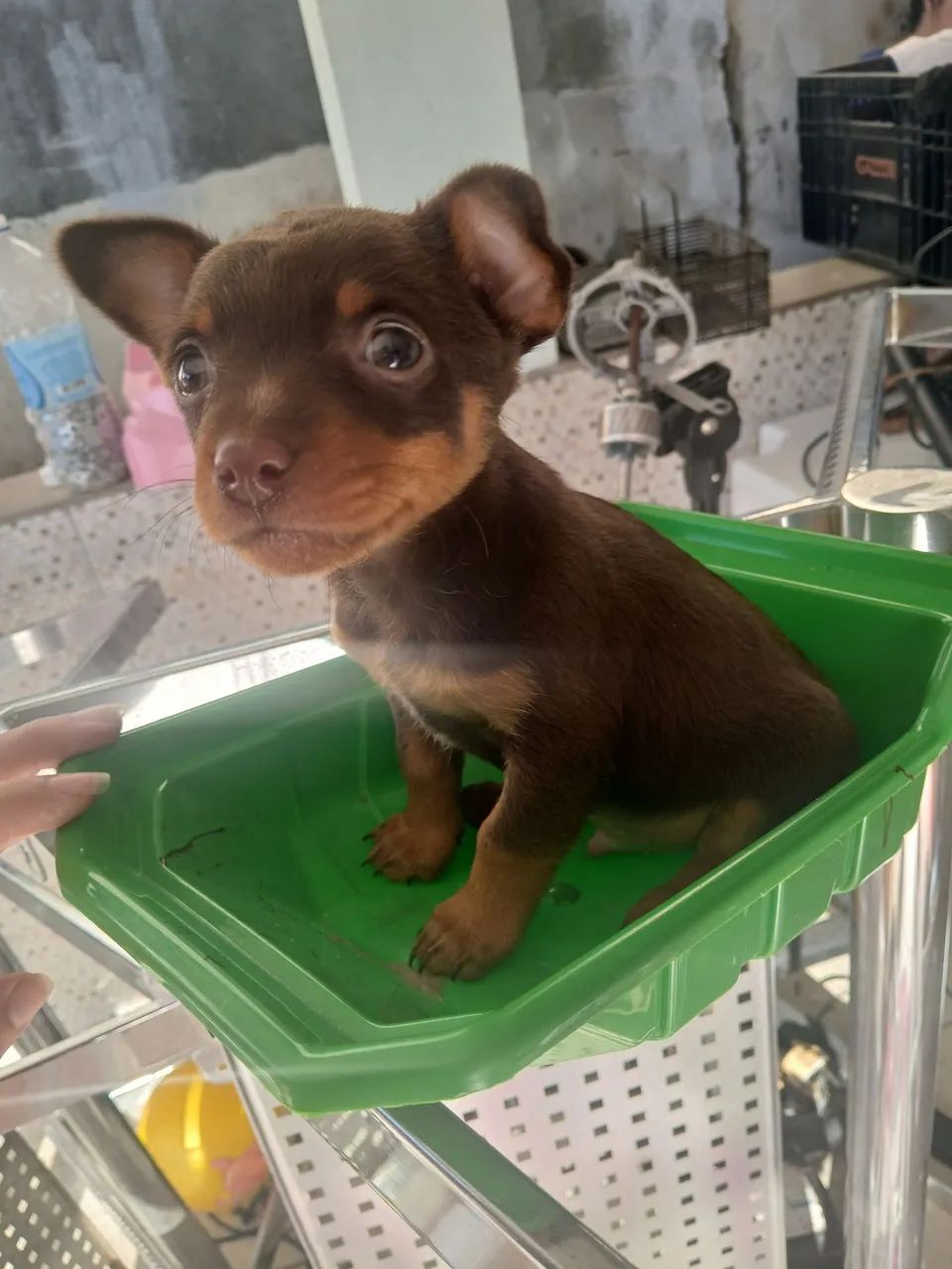 Vendo pinscher macho