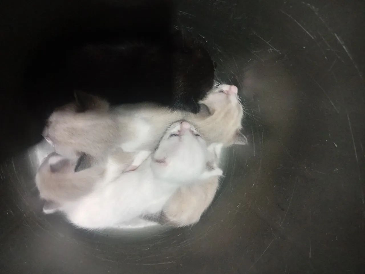 Doação de gato 