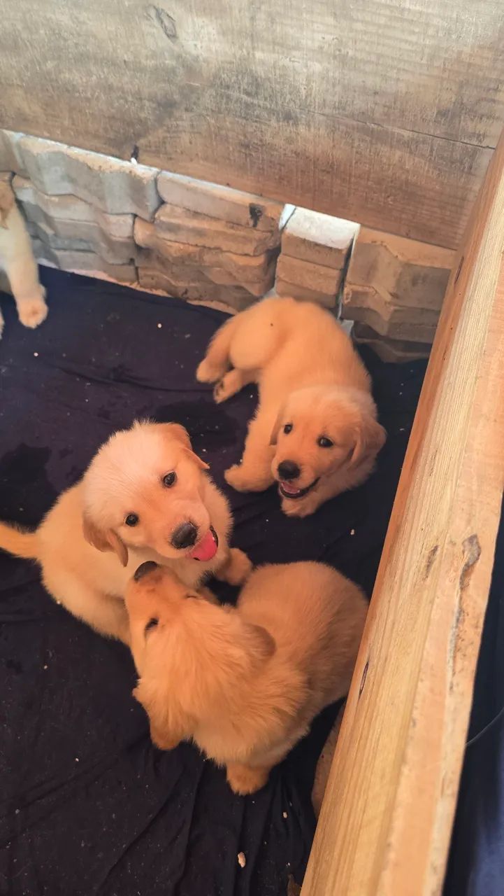 Filhotes de Goldem Retriever! - Foto 5