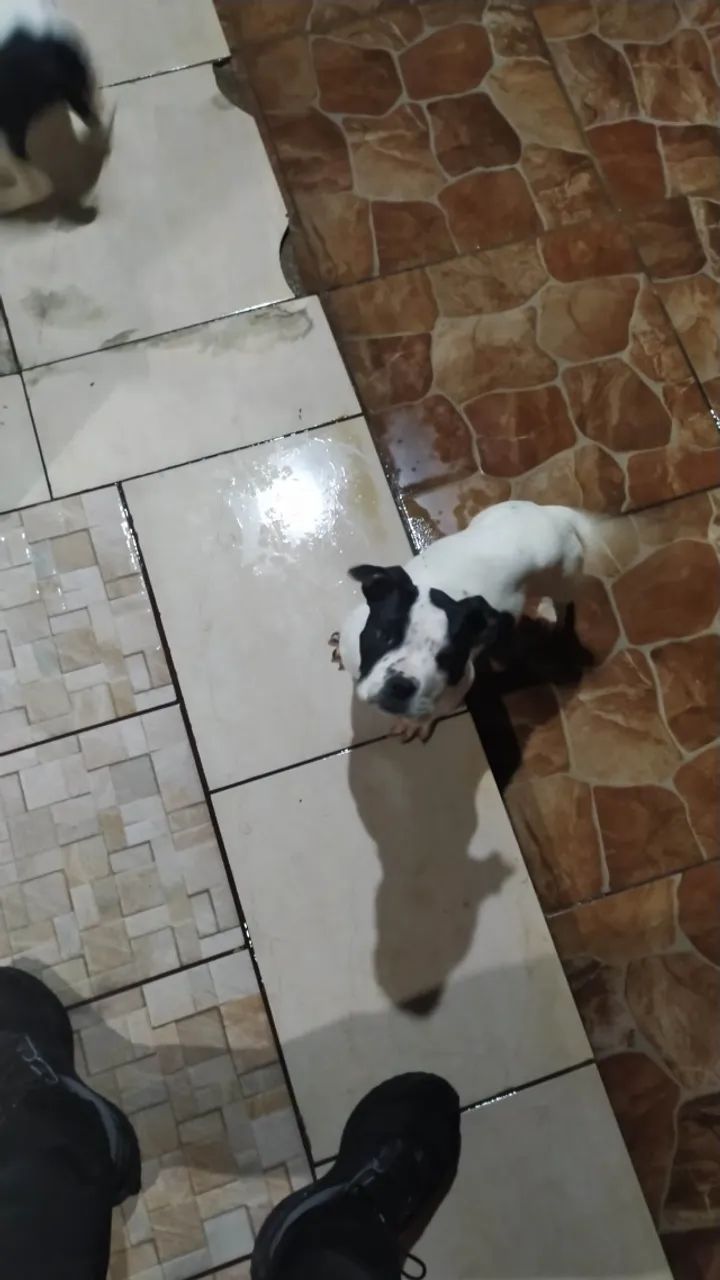 Filhote pitbull