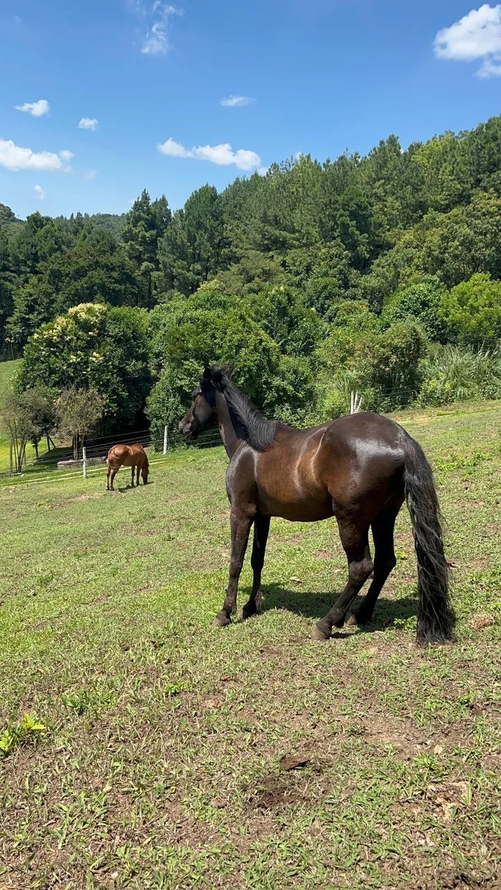 Vendo cavalos  - Foto 3