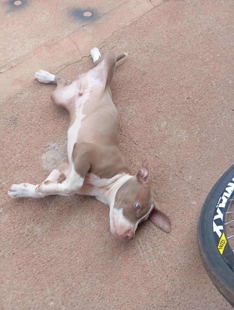 Pitbull APBT  - Foto 2