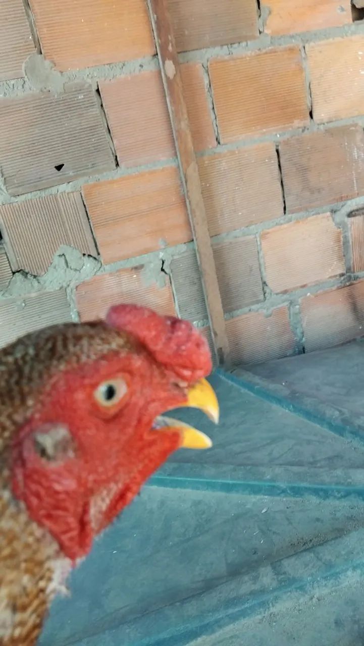Vende-se um frango índio gigante
