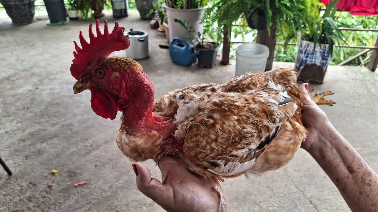 Frangos caipira e ovos - Foto 2