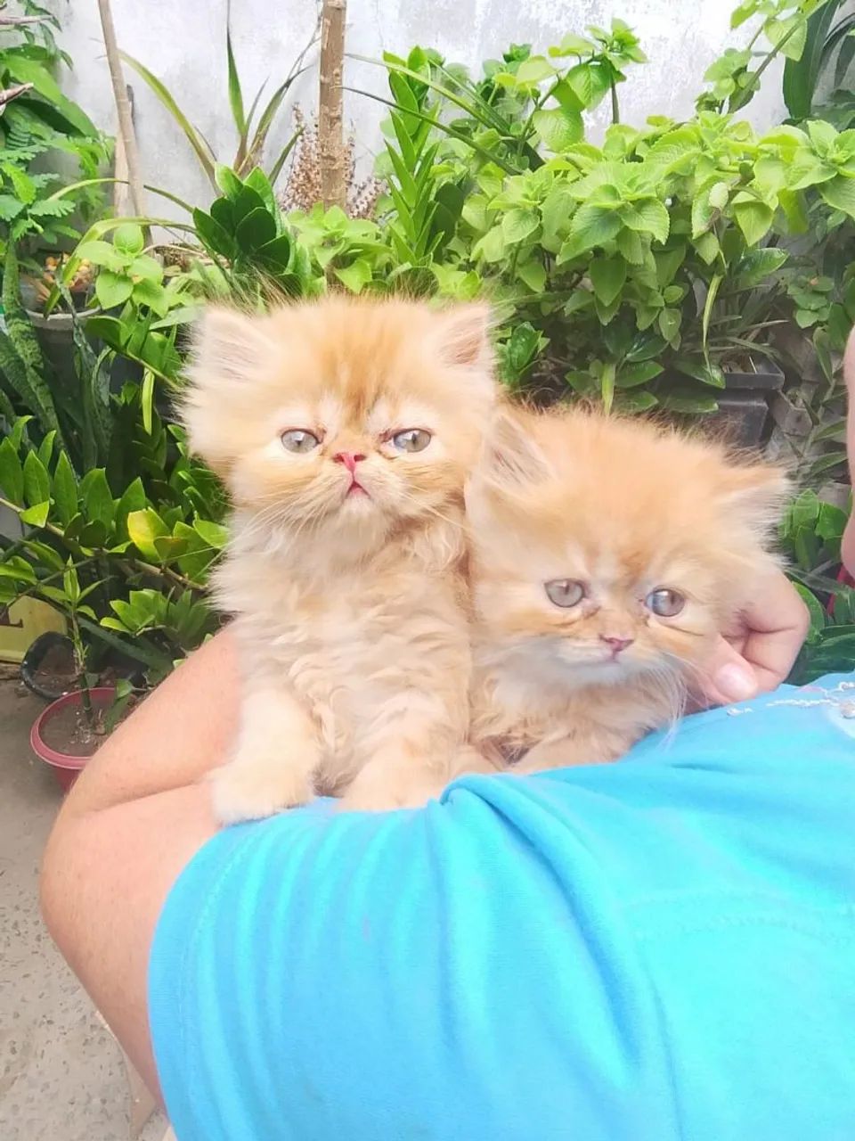 Gato persa puríssimo
