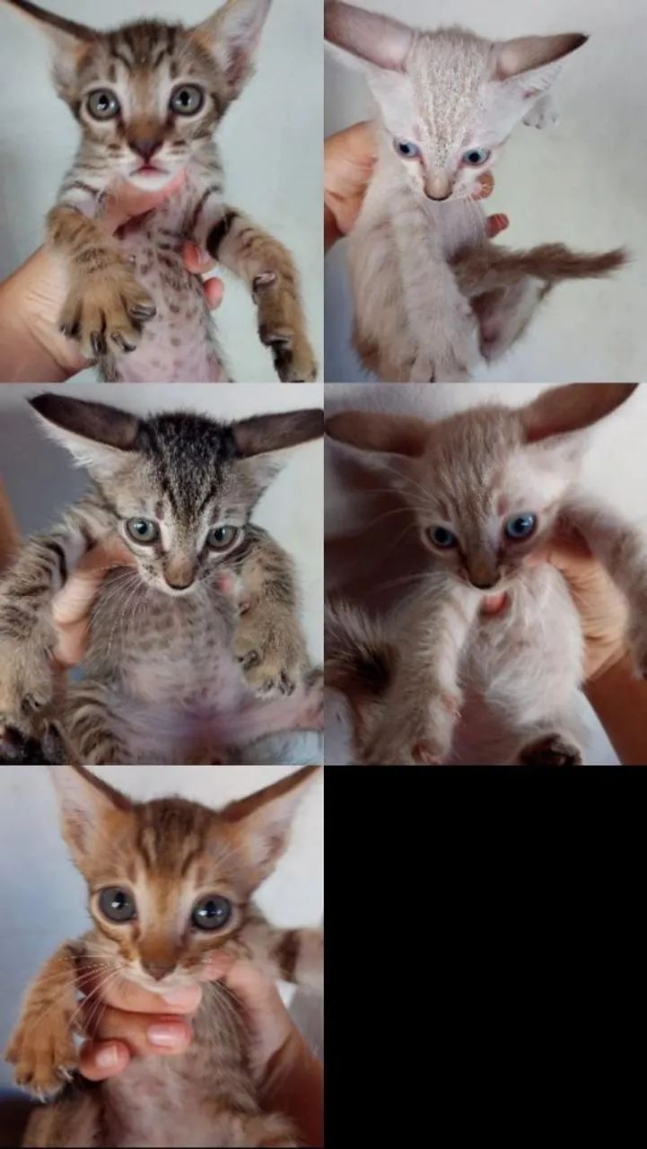 Gatos