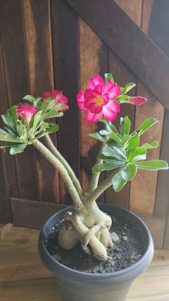 Rosa do Deserto  - Foto 3