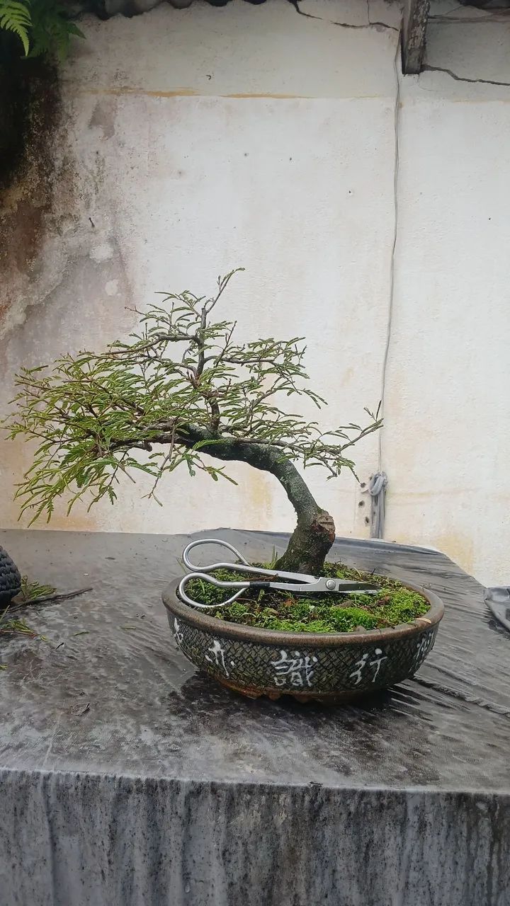 Bonsai - Foto 5