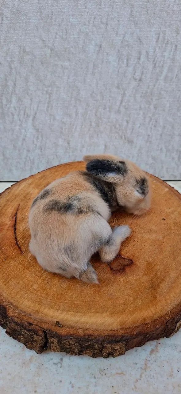 Coelhos minilop - Foto 5