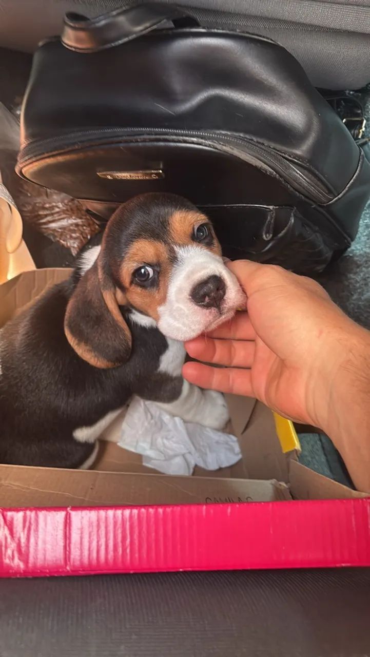 Beagle filhote - Foto 3