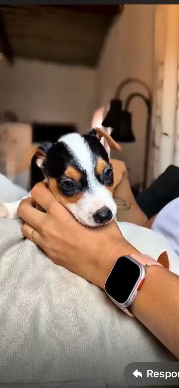 Jack Russell Terriê  - Foto 2