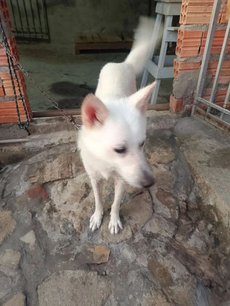 Animais - Foto 3