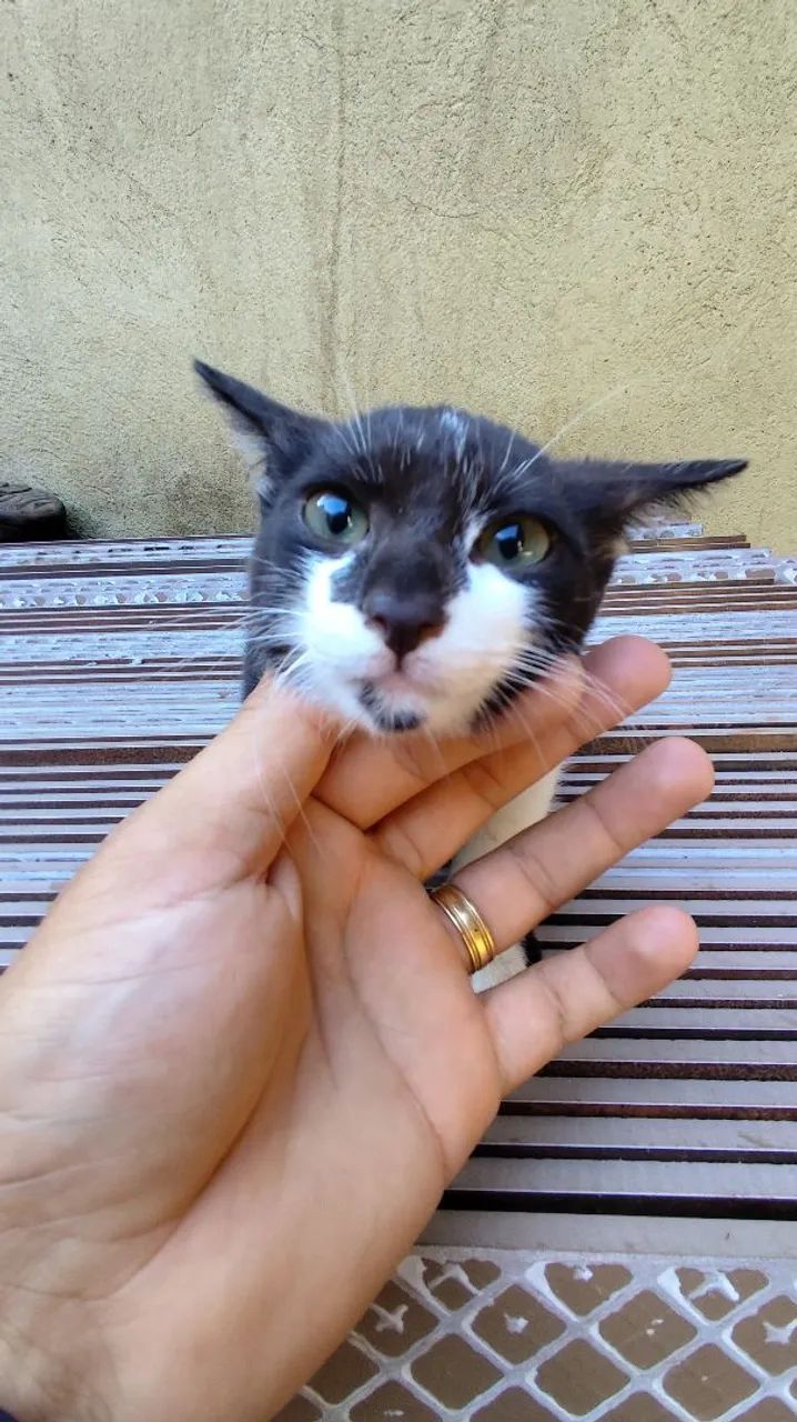 Gatos Filhotes Doação  - Foto 3