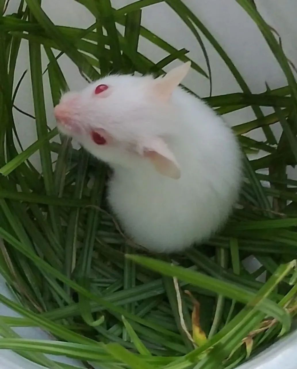 Hamster sírio (a raça mais dócil de todas)com 45 dias - Foto 5