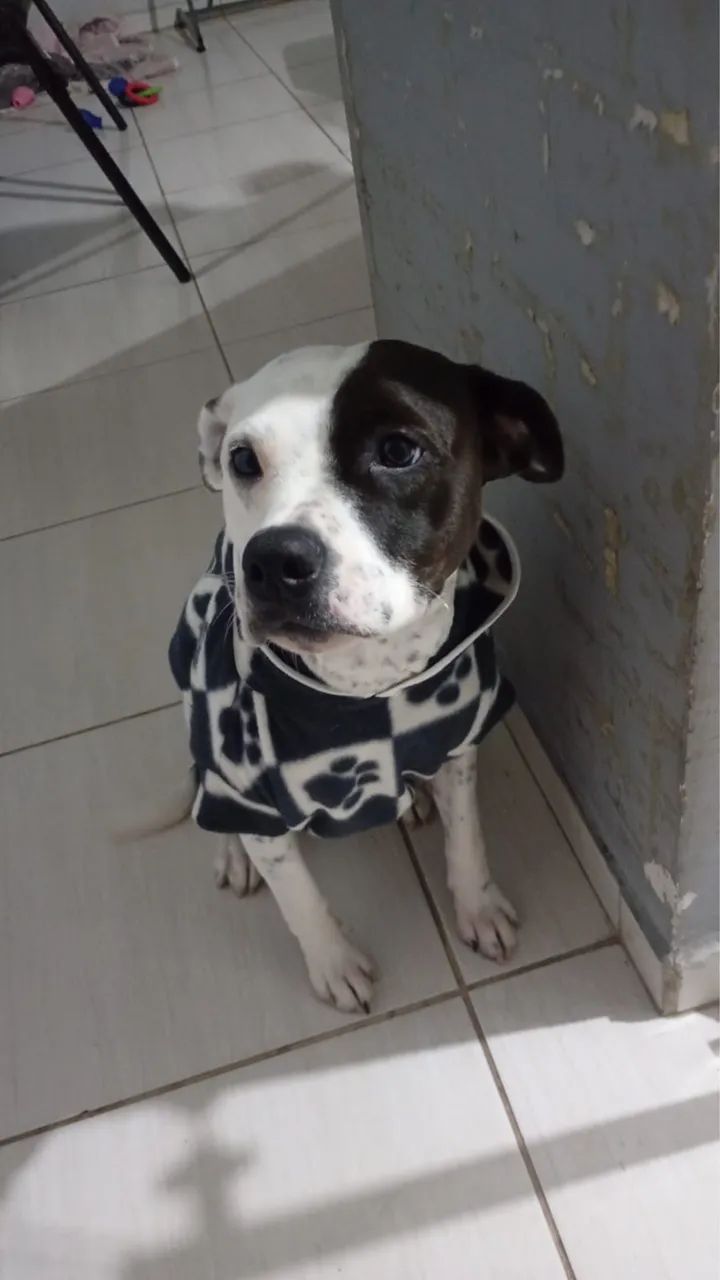 Cadela Doação - Foto 3