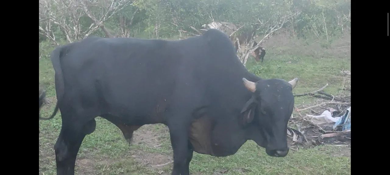 Boi,  vaca e Garrote 