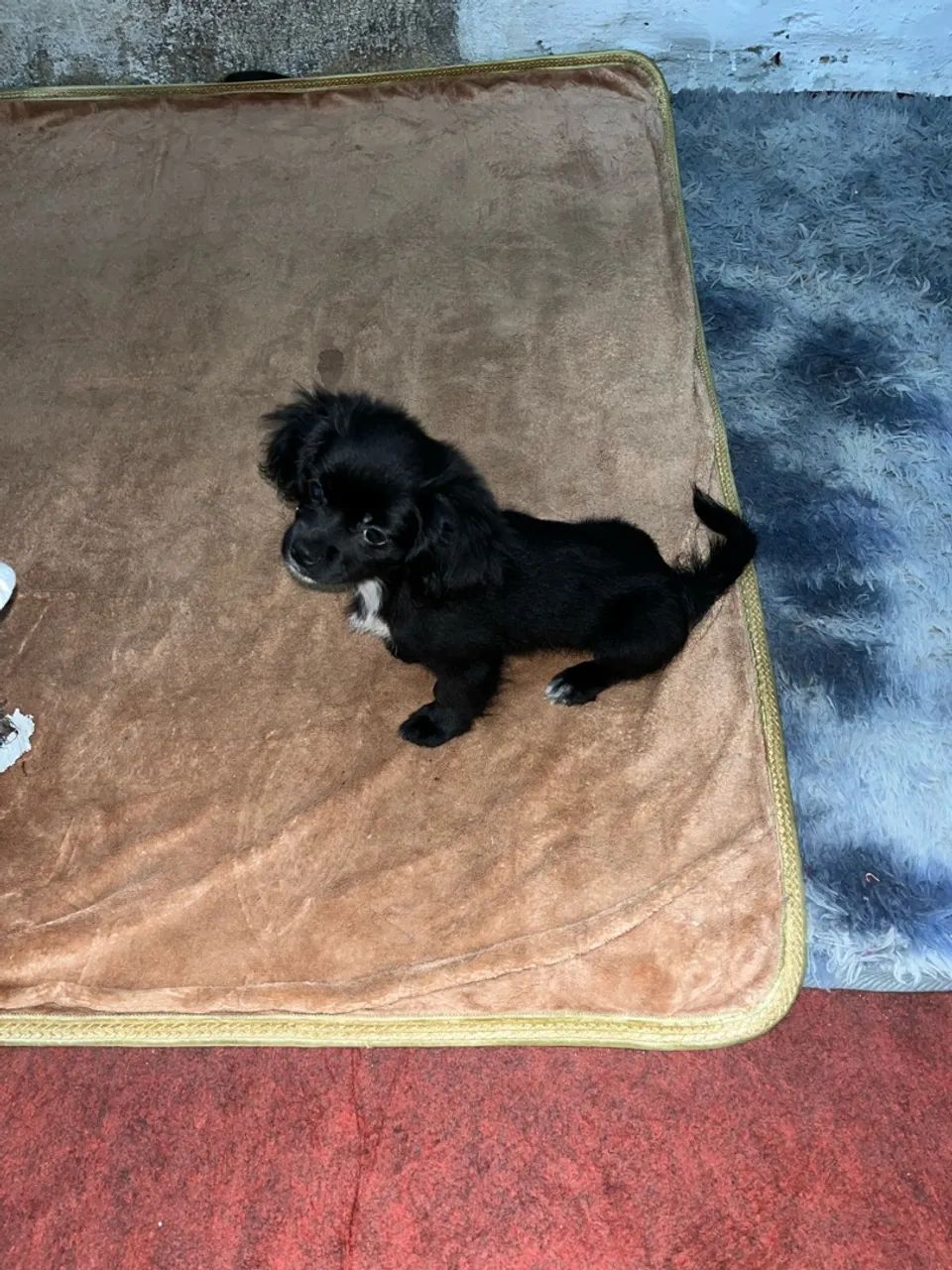 Cachorro shih tzu femea - Foto 4