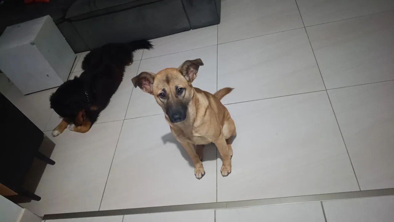 Adoção responsável  - Foto 3