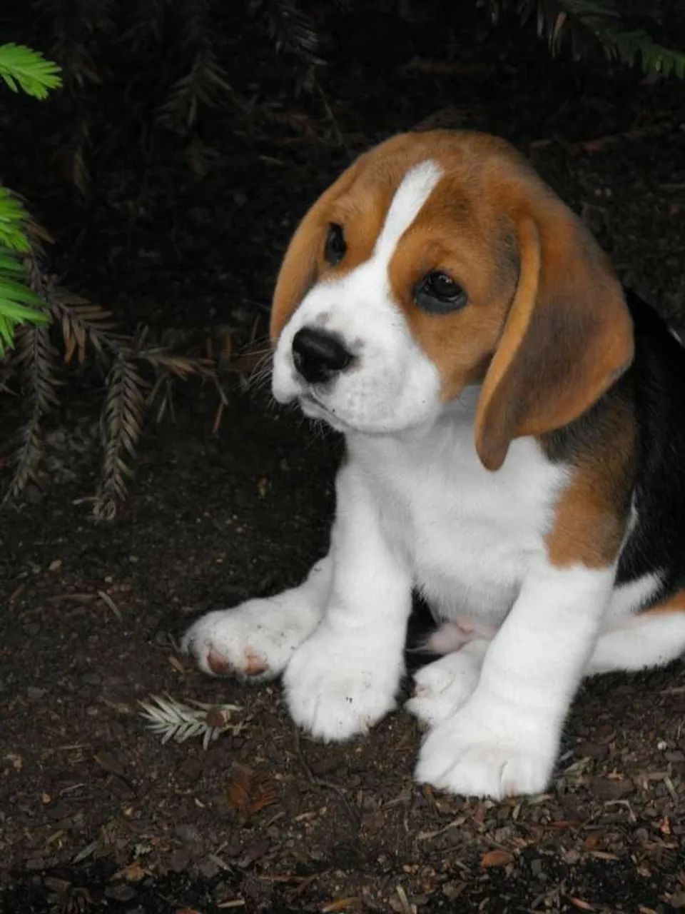 Mini beagle 13 polegadas lindos demais parcelo até 18x...