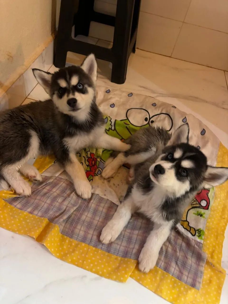 Husky Siberiano  - Foto 4