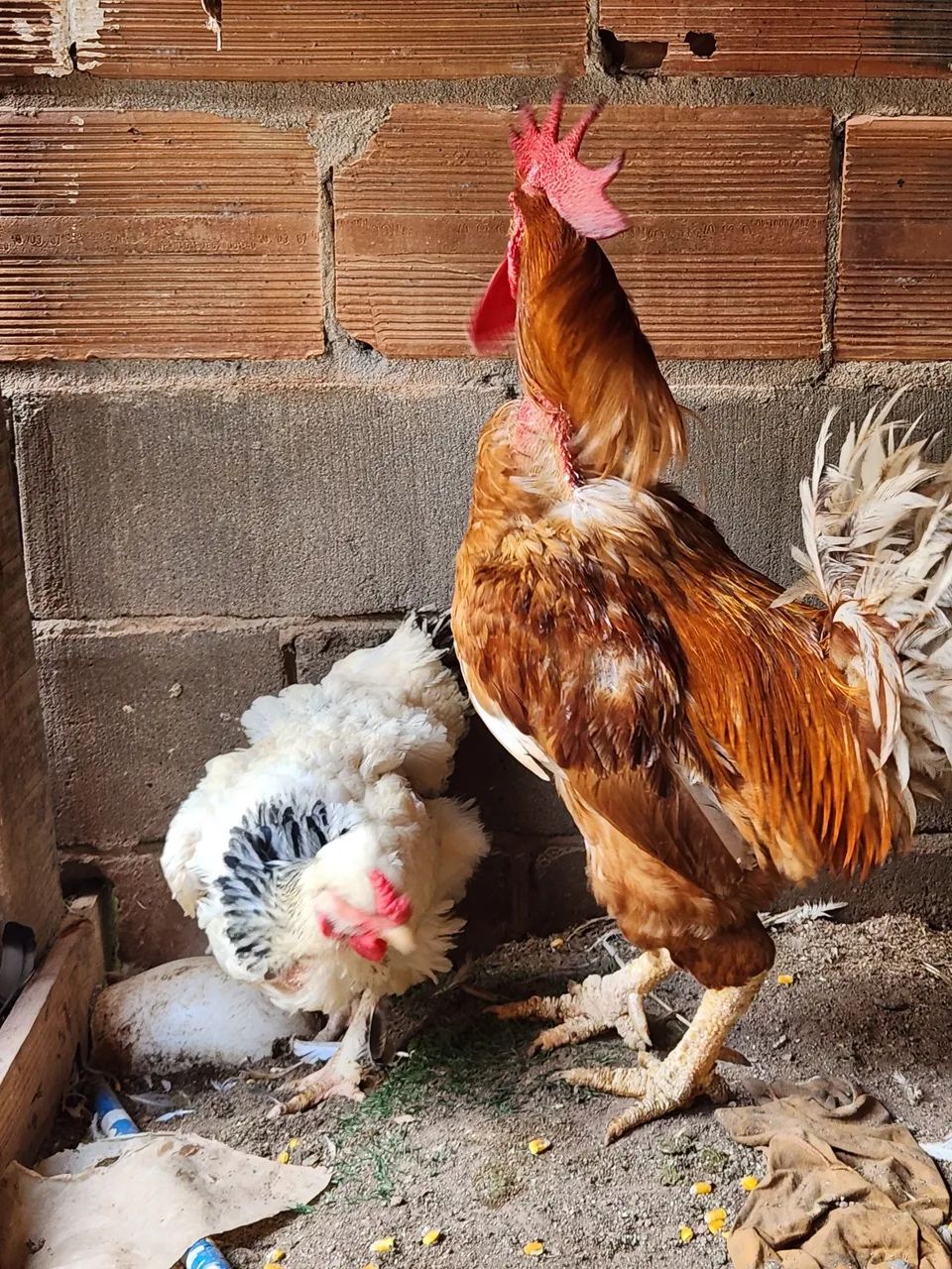 ? Vendo galos e galinha caipiras - vendo separado - Foto 3