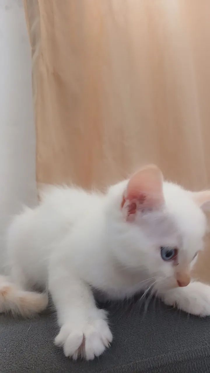 Gatinhos para doação  - Foto 2