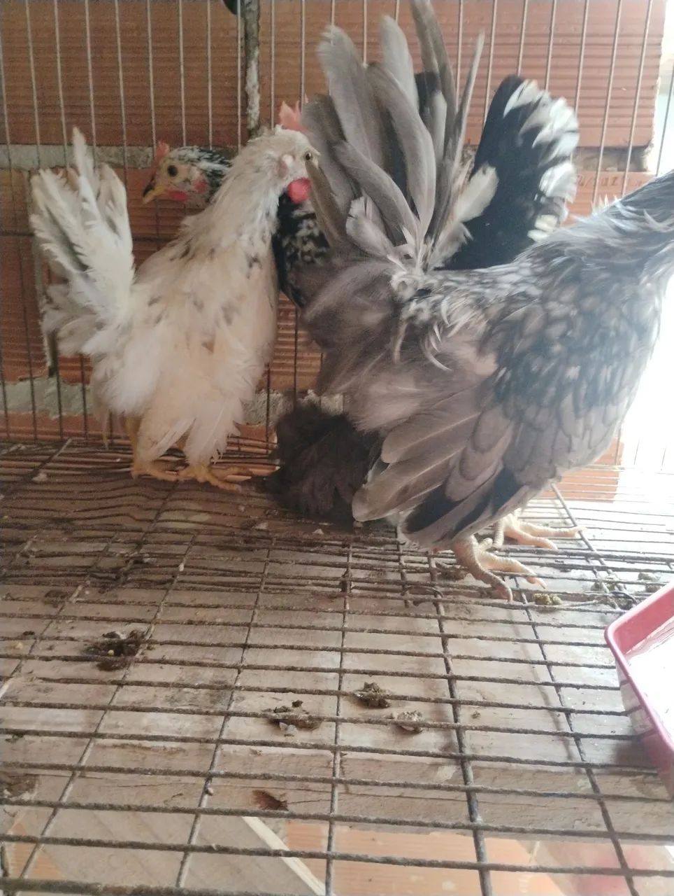 Casal Nagazaki  - Foto 2