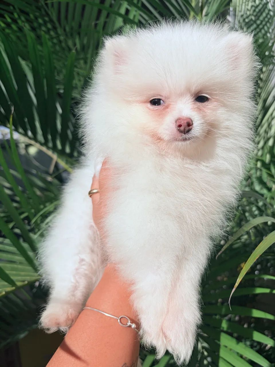 Lulu  - Foto 4