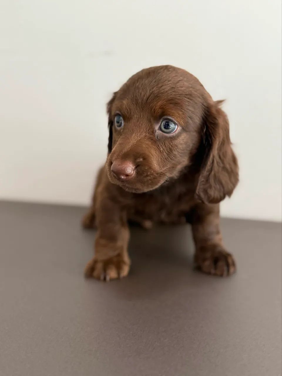 dachshund pelo longo  - Foto 3