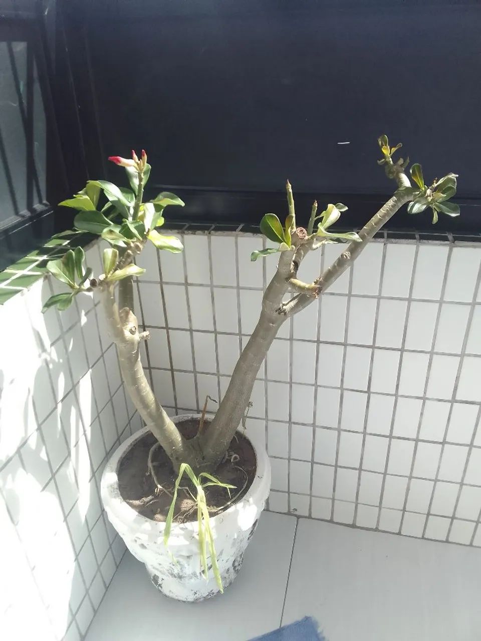 Rosa do deserto 
