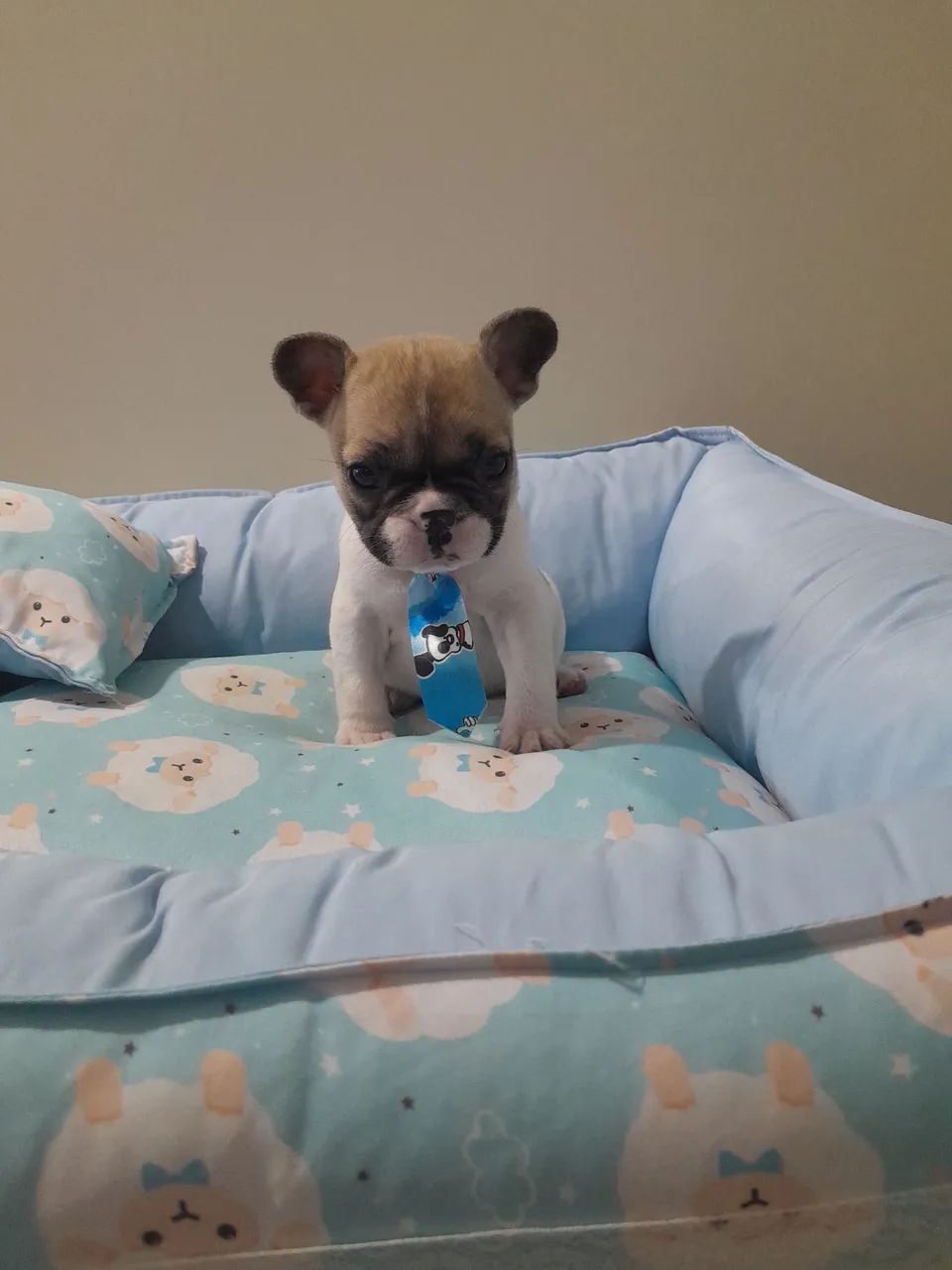 Promoção Bulldog Francês macho anão 10x190 - Foto 2