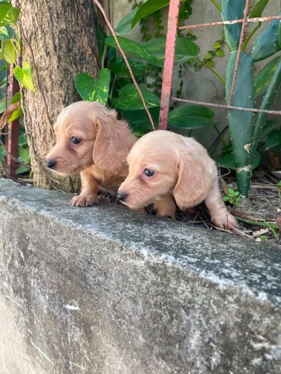 Filhotes Dachshund com Beleza e Qualidade - Foto 5