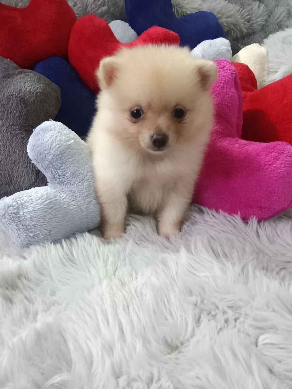 Spitz macho branco
