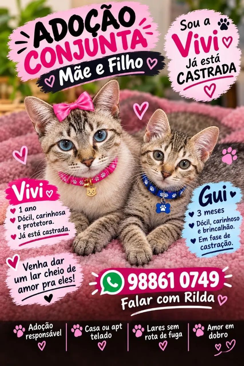 GATOS LINDOS - Foto 3